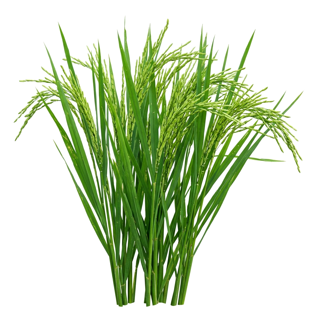 Padi Sawah